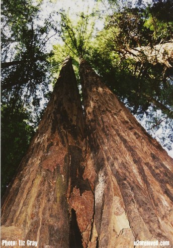 Muir Woods by Liz R1